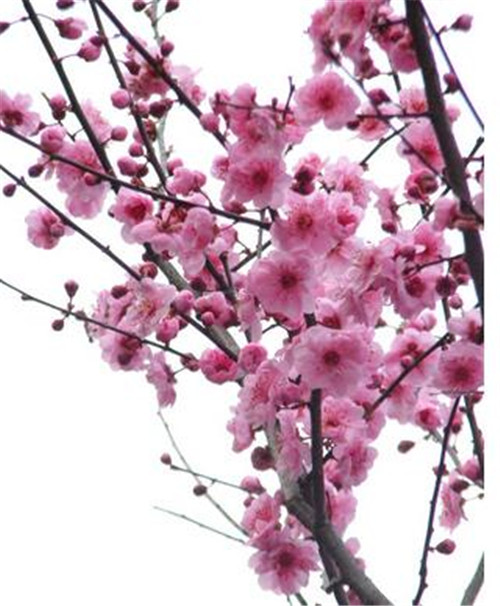 鹌鹑蛋托厂家收心归位新年上班******